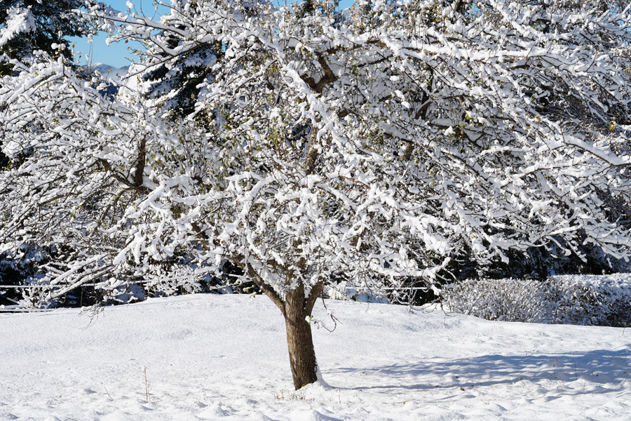 Pommier sous la neige (Mercantour)